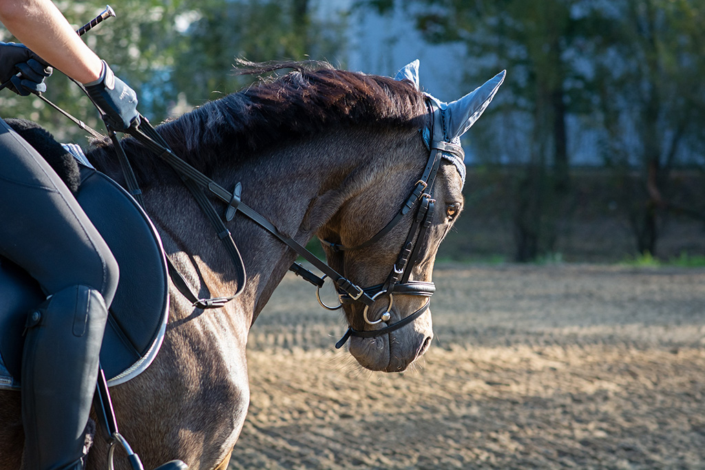 equioxone__horse_insert
